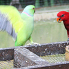 Kuala Lumpur Bird Park Kuala Lumpur Bird Park