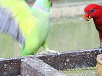 Kuala Lumpur Bird Park Kuala Lumpur Bird Park
