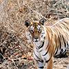 Pench National Park