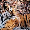 Pench Tiger Reserve Pench Tiger Reserve