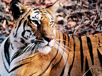 Pench Tiger Reserve Pench Tiger Reserve