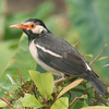 Patna Bird Sanctuary Patna Bird Sanctuary