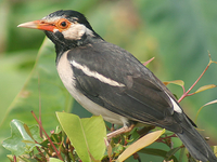 Patna Bird Sanctuary