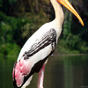 Ranganthittu Bird Sanctuary