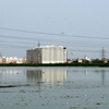 Pallikaranai wetland Pallikaranai wetland