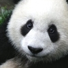 Wolong National Nature Reserve