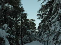Theniet El Had National Park