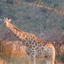 Pilanesberg Game Reserve Pilanesberg Game Reserve