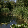 Camley Street Natural Park