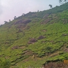 Pothamedu View Point Pothamedu View Point