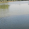 Pubowal