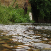 River Quaggy River Quaggy