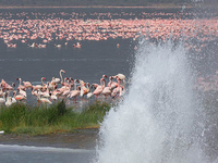 Lake Bogoria National Reserve