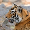 Ranthambore National Park Ranthambore National Park