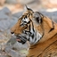 Ranthambore National Park Ranthambore National Park