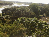 Rasikbil
