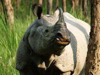 Kathmandu Chitwan Tour Kathmandu Chitwan Tour