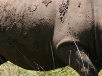 Rhino At Ziwa Rhino Sanctuary Rhino At Ziwa Rhino Sanctuary