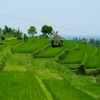 Jatiluwih Rice Fields Jatiluwih Rice Fields