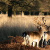 Richmond Park Richmond Park