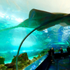 Ripley's Aquarium of Canada Ripley's Aquarium of Canada