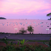 Rose Sea - Mayotte