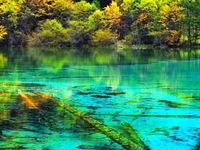 Rotten Wood In The Water Of Jiuzhaigou Rotten Wood In The Water Of Jiuzhaigou
