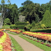 Royal Botanical Garden - Peradeniya Royal Botanical Garden - Peradeniya