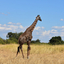 Rungwa Game Reserve Rungwa Game Reserve