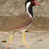 Nanmangalam Reserve Forest Nanmangalam Reserve Forest