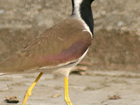 Nanmangalam Reserve Forest Nanmangalam Reserve Forest