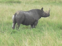 Manyara & Ngorongoro Tour Manyara & Ngorongoro Tour