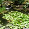 Rodef Shalom Biblical Botanical Garden Rodef Shalom Biblical Botanical Garden