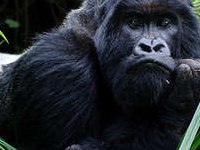 Uganda Gorilla Trekking
