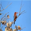 Sailana Wildlife Sanctuary