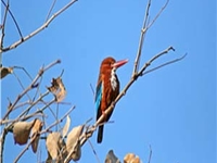 Sailana Wildlife Sanctuary Sailana Wildlife Sanctuary
