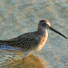 Sajnakhali Wildlife Sanctuary