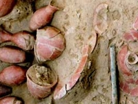 Sanauli