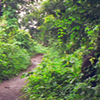 Sanjay Gandhi National Park Walking Trails Sanjay Gandhi National Park Walking Trails
