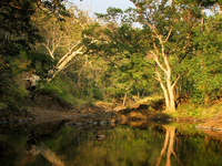 Semadoh Tiger Project 