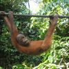 Sepilok Orang Utan Sanctuary Sepilok Orang Utan Sanctuary