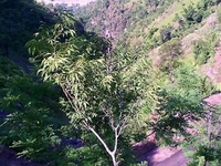 Seri Khawaja Seri Khawaja