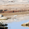 Shamirpet Lake