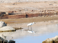 Shamirpet Lake