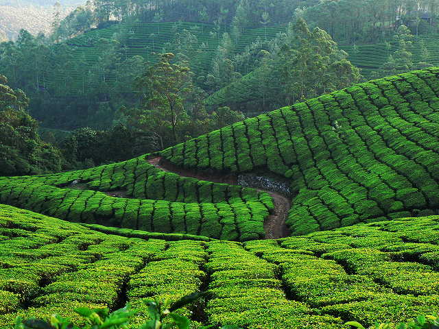 Kerala Summer Tour Photos