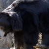 Shoolpaneshwar Wildlife Sanctuary
