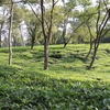 Silchar Tea Garden Silchar Tea Garden