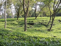 Silchar Tea Garden Silchar Tea Garden