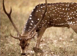 wild animals