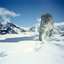 Snow Leopard In Hemis National Park
